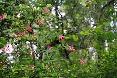 Lonicera sempervirens