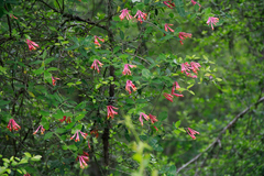 Lonicera sempervirens