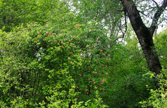 Lonicera sempervirens