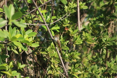 Myiarchus yucatanensis