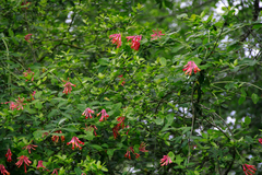 Lonicera sempervirens