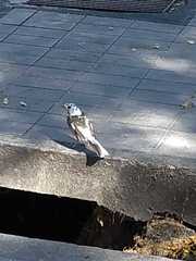 Turdus amaurochalinus