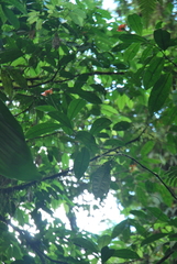 Rubioideae