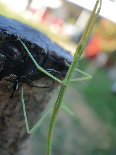 French stick insect photo 4