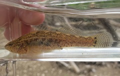 Etheostoma crossopterum