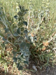 Marrubium vulgare