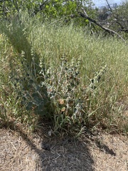 Marrubium vulgare