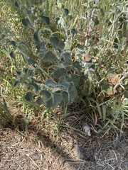 Marrubium vulgare
