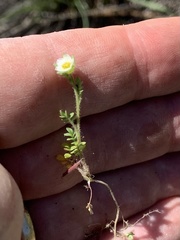 Polemonium micranthum