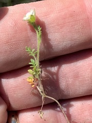 Polemonium micranthum