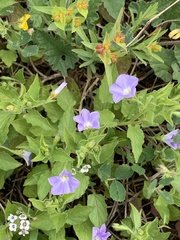 Convolvulus siculus siculus