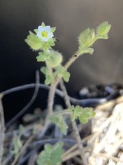 Polemonium micranthum