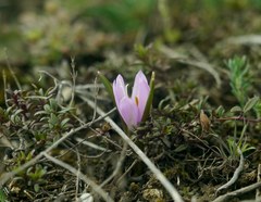 Colchicum bulbocodium versicolor