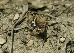Titanio normalis