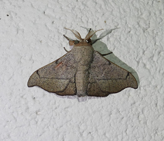 Cicinnus melsheimeri