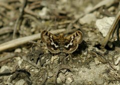 Titanio normalis