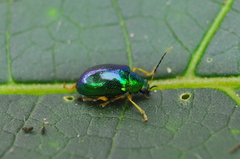 Colaspis laeta