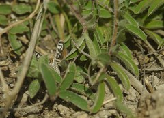 Titanio normalis