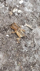 Neoscapteriscus abbreviatus