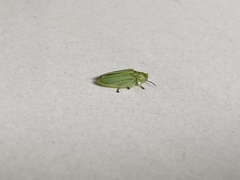 Aspisoma physonotum