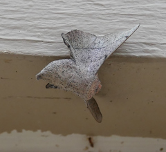 Cicinnus melsheimeri