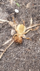 Neoscapteriscus abbreviatus