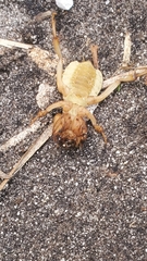 Neoscapteriscus abbreviatus