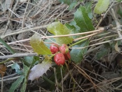 Plagiotrochus quercusilicis