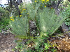 Dioon caputoi