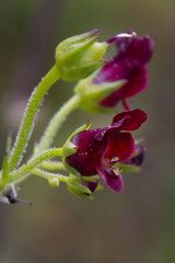 Scrophularia lucida