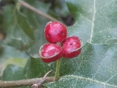 Plagiotrochus quercusilicis