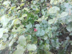 Plagiotrochus quercusilicis