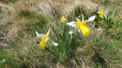 Large-flowered Daffodil (Narcissus nobilis)
