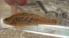 Etheostoma crossopterum