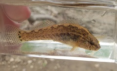 Etheostoma crossopterum