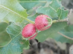 Plagiotrochus quercusilicis