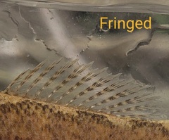 Etheostoma crossopterum