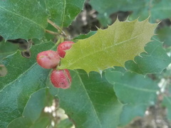 Plagiotrochus quercusilicis