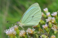 Pseudopieris nehemia