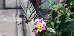 Protographium epidaus fenochionis