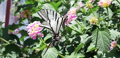 Protographium epidaus fenochionis