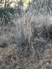 Muhlenbergia robusta