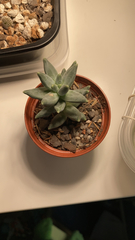 Pachyphytum compactum