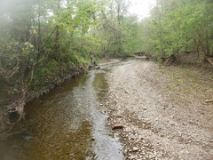 Etheostoma crossopterum