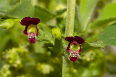 Scrophularia lucida