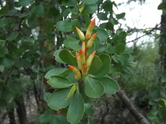 Fouquieria formosa