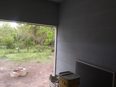 Melanerpes carolinus