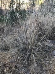 Muhlenbergia robusta