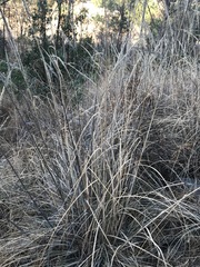Muhlenbergia robusta
