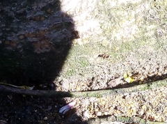 Lasius niger